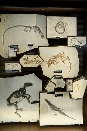 interior shot of Visitor Center of Fossil Butte National Monument