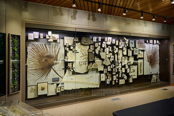 interior shot of Visitor Center of Fossil Butte National Monument