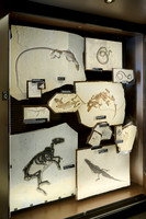 interior shot of Visitor Center of Fossil Butte National Monument