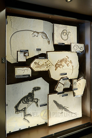 interior shot of Visitor Center of Fossil Butte National Monument