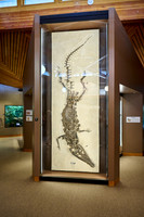 interior shot of Visitor Center of Fossil Butte National Monument