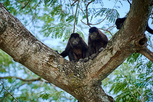 mantled howler (Alouatta palliata)