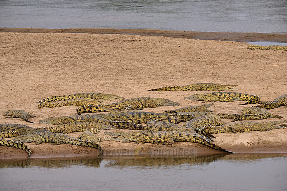 Large group of Nile crocodiles (Crocodylus niloticus) on a sandbank of the Luangwa River