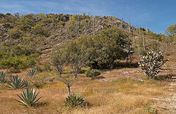 landscape with cacti