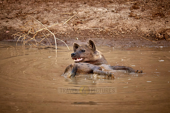 spotted hyena (Crocuta crocuta) taking a bath