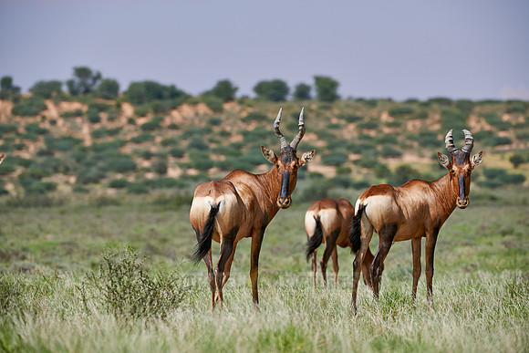 Red hartebeest, Alcelaphus caam
