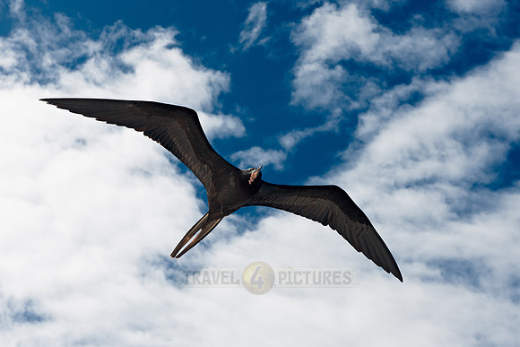 flying Frigatebird
