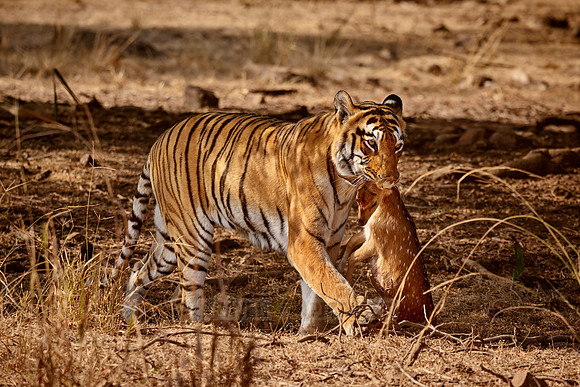 Tiger with prey in mouth