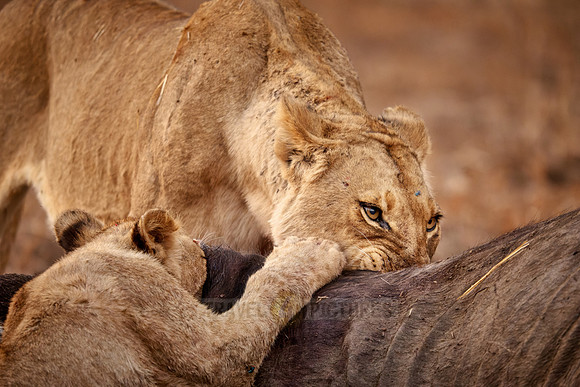 pride of lioness (Panthera leo) at buffalo kill
