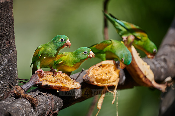 group of orange-chinned parakeet
