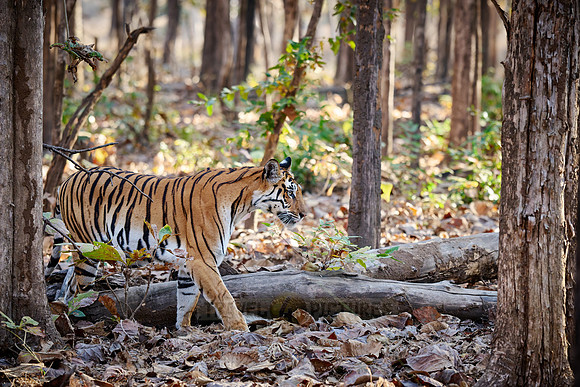 Bengal tiger (Panthera tigris tigris)