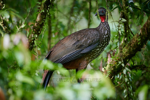 crested guan (Penelope purpurascens)