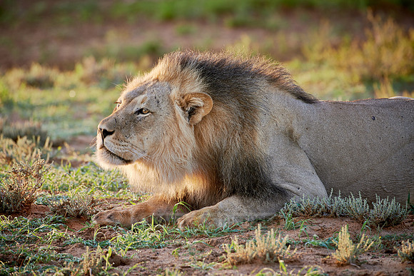 male lion (Panthera leo)