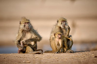 yellow baboon (Papio cynocephalus) with babys