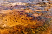 orange bacteria in Biscuit Basin