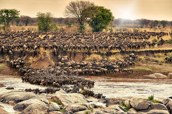 herd of wildebeest crossing Mara River