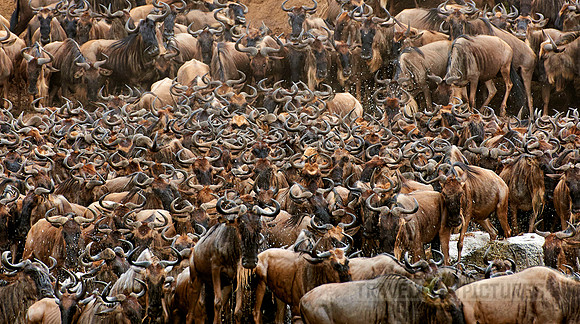 herd of wildebeest crossing Mara River