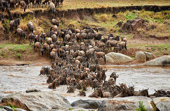 herd of wildebeest crossing Mara River
