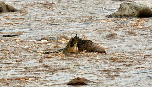 crocodile snapping wildebeest during crossing Mara River