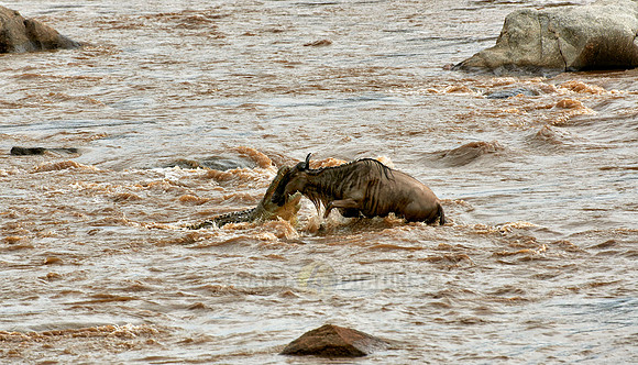crocodile snapping wildebeest during crossing Mara River
