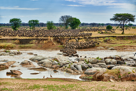 herd of wildebeest crossing Mara River