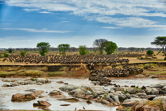 herd of wildebeest crossing Mara River