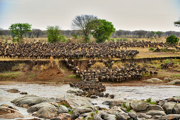 herd of wildebeest crossing Mara River