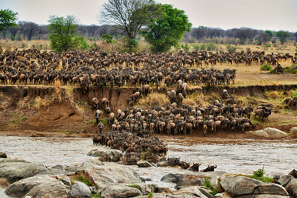 herd of wildebeest crossing Mara River