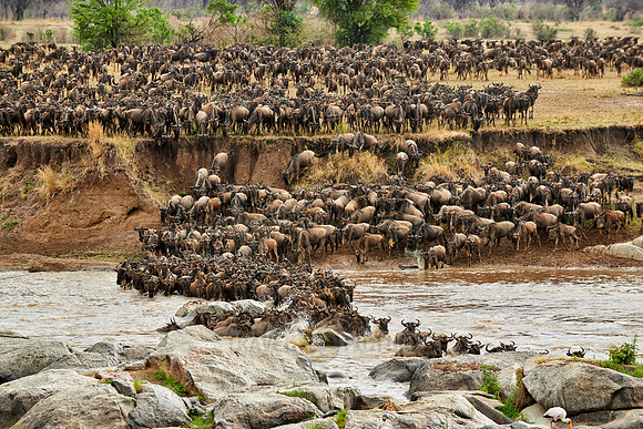 herd of wildebeest crossing Mara River