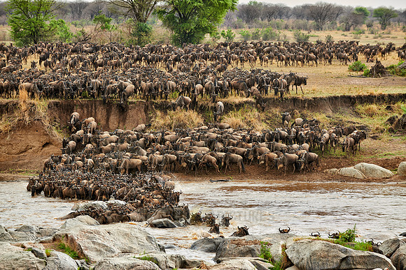 herd of wildebeest crossing Mara River