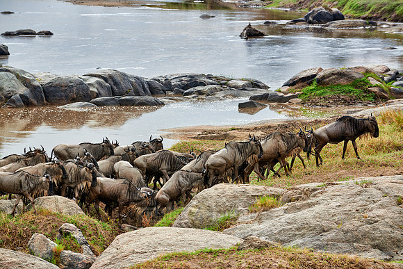 herd of wildebeest crossing Mara River