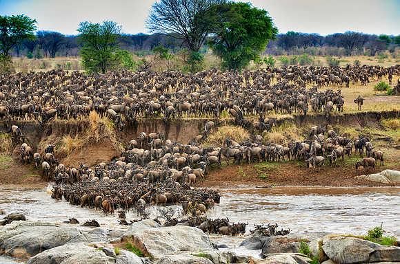 herd of wildebeest crossing Mara River