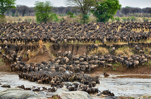 herd of wildebeest crossing Mara River