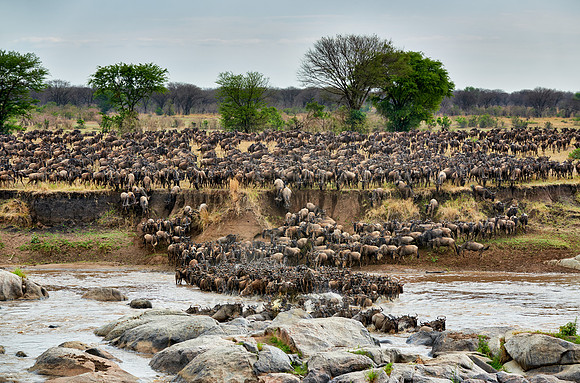 herd of wildebeest crossing Mara River