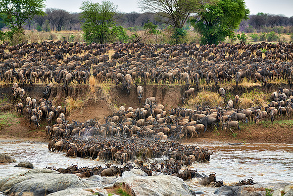 herd of wildebeest crossing Mara River