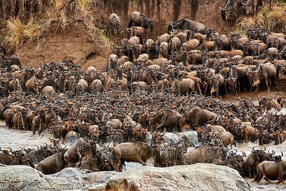 herd of wildebeest crossing Mara River