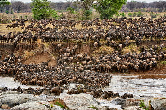 herd of wildebeest crossing Mara River