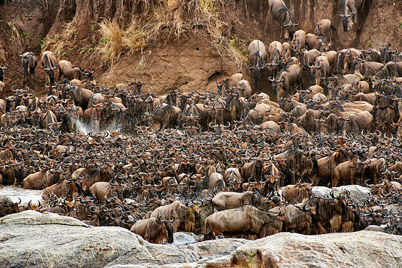 herd of wildebeest crossing Mara River