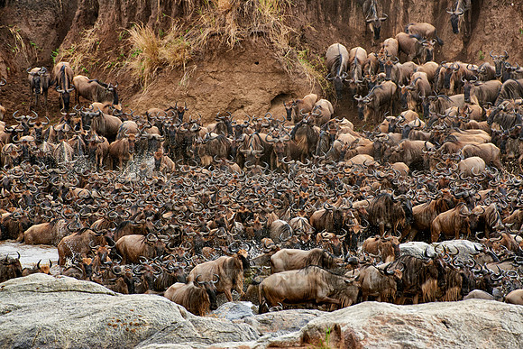 herd of wildebeest crossing Mara River