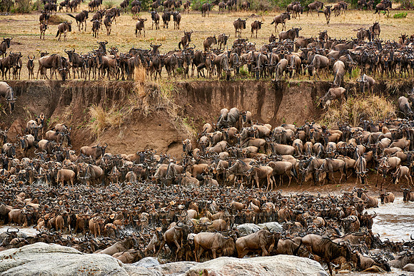 herd of wildebeest crossing Mara River