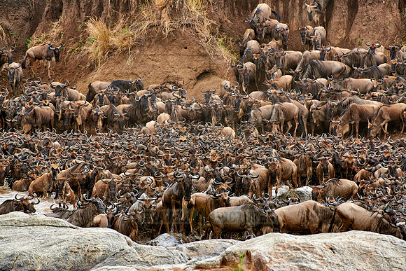 herd of wildebeest crossing Mara River