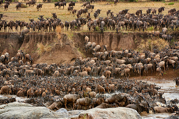 herd of wildebeest crossing Mara River