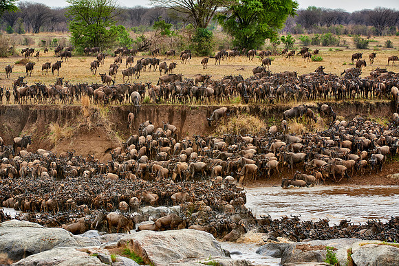 herd of wildebeest crossing Mara River