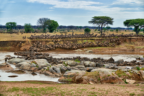 herd of wildebeest crossing Mara River