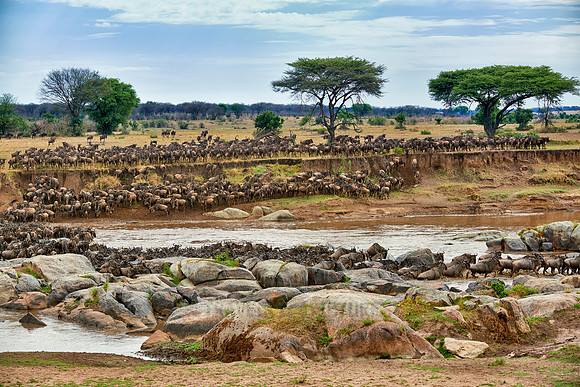 herd of wildebeest crossing Mara River