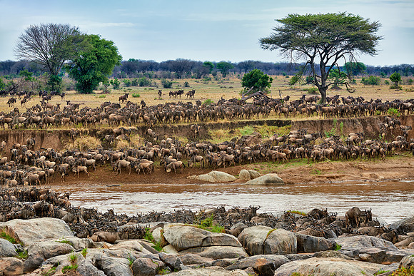 herd of wildebeest crossing Mara River
