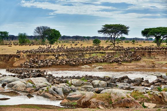herd of wildebeest crossing Mara River