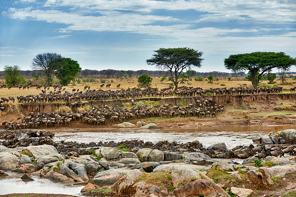 herd of wildebeest crossing Mara River