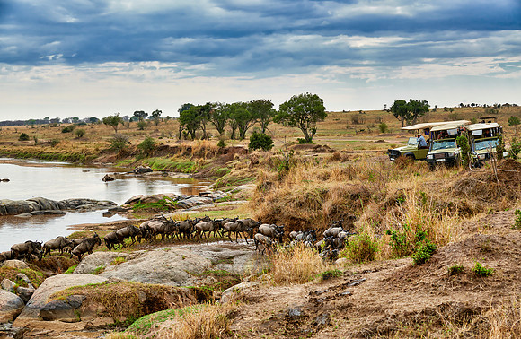 herd of wildebeest crossing Mara River