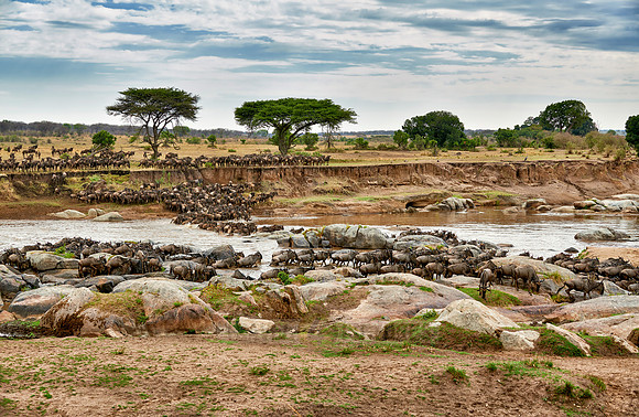 herd of wildebeest crossing Mara River